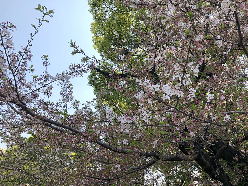 入学式は葉桜でした。